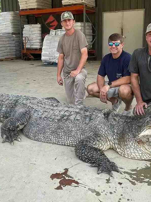 Mississippi-Record Alligator Weighed 800 Pounds