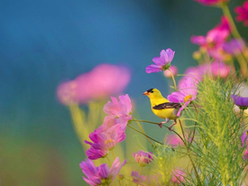 8 Benefits of Wildflower Lawns