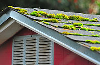 Moss on roof. Roof Washing.