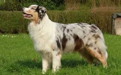 Australian Shepherd