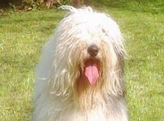 Club Bobtail.jpg