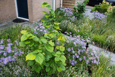 Chinese Judasboom, realisatie voortuin in Bennekom, gemeente Ede, Gelderland