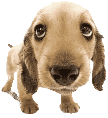 waggy-dog-1--unscreen.gif
