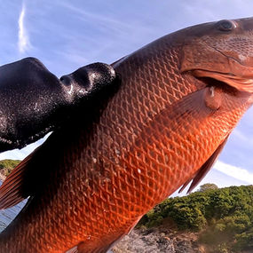 spearfishing in phuket