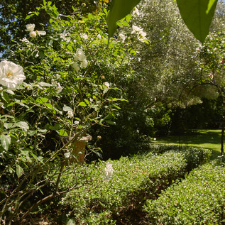 New garden shot.JPEG