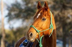 Jasper3