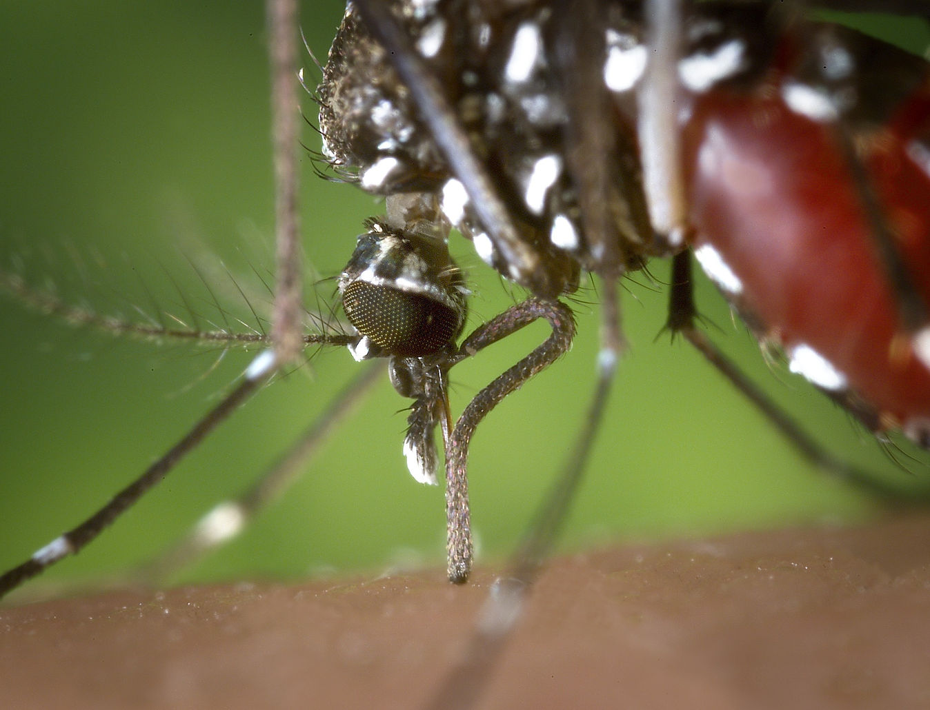 mosquito-1301764.jpg
