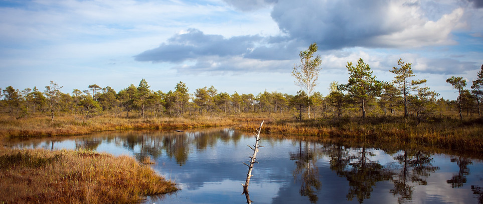 Reflection in a Pond