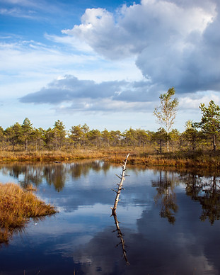 Reflection in a Pond