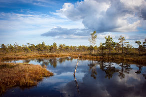 We All Come From Somewhere: A Review of A Different Pond