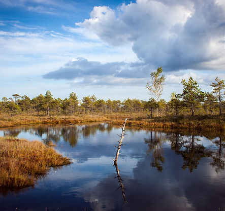 Reflection in a Pond