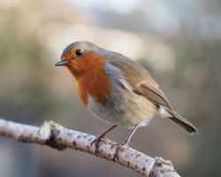 Bird Picture Quiz