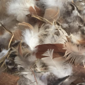 Chicken Molting: Nutritional Considerations, Potential Discomfort, and Insights into the Molt Season