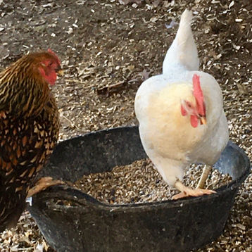 Winter Feed & Nutrition for the Flock