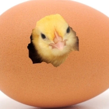 Bringing Home New Chicks Next Month?