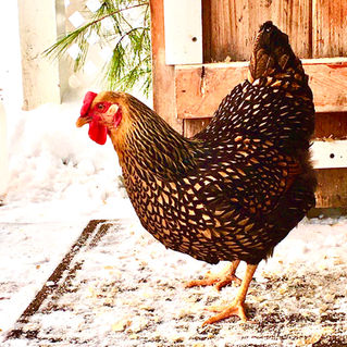 Bad Weather leads to Flock Boredom