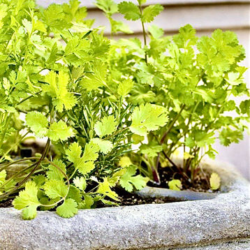 Herbs for Chicken Health and Nutrition