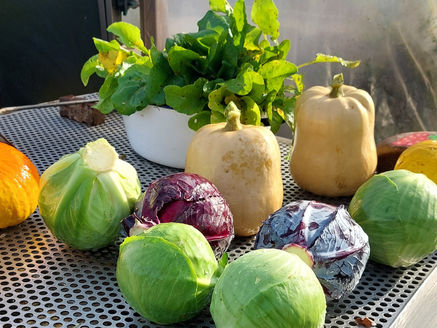 Rode en witte kool recepten