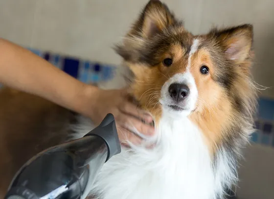 near me dog grooming