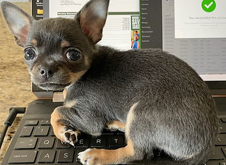 Bella-Twix--Blueetta older.jpg