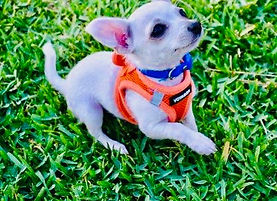 Mazy-Mayo--1st Litter.jpg