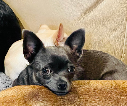 Mazy Laying Down.jpg