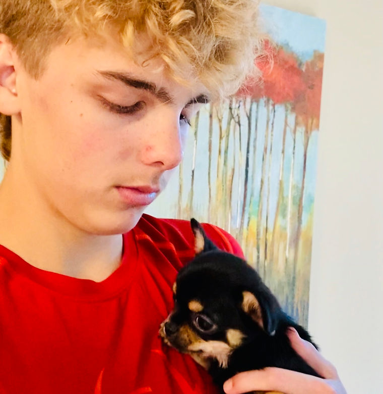 Loving Chihuahuas
