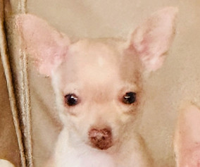 Piper-Mayo-Taco on Couch_edited.jpg