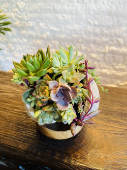 多肉植物ブッダナッツ