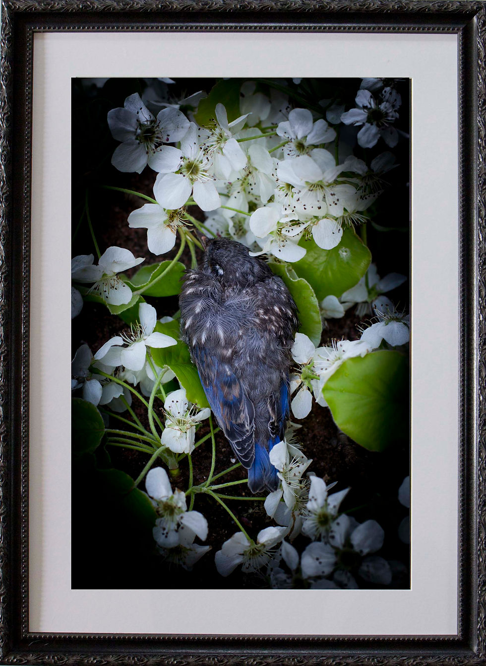 Thumbnail: Quietus by Love Framed