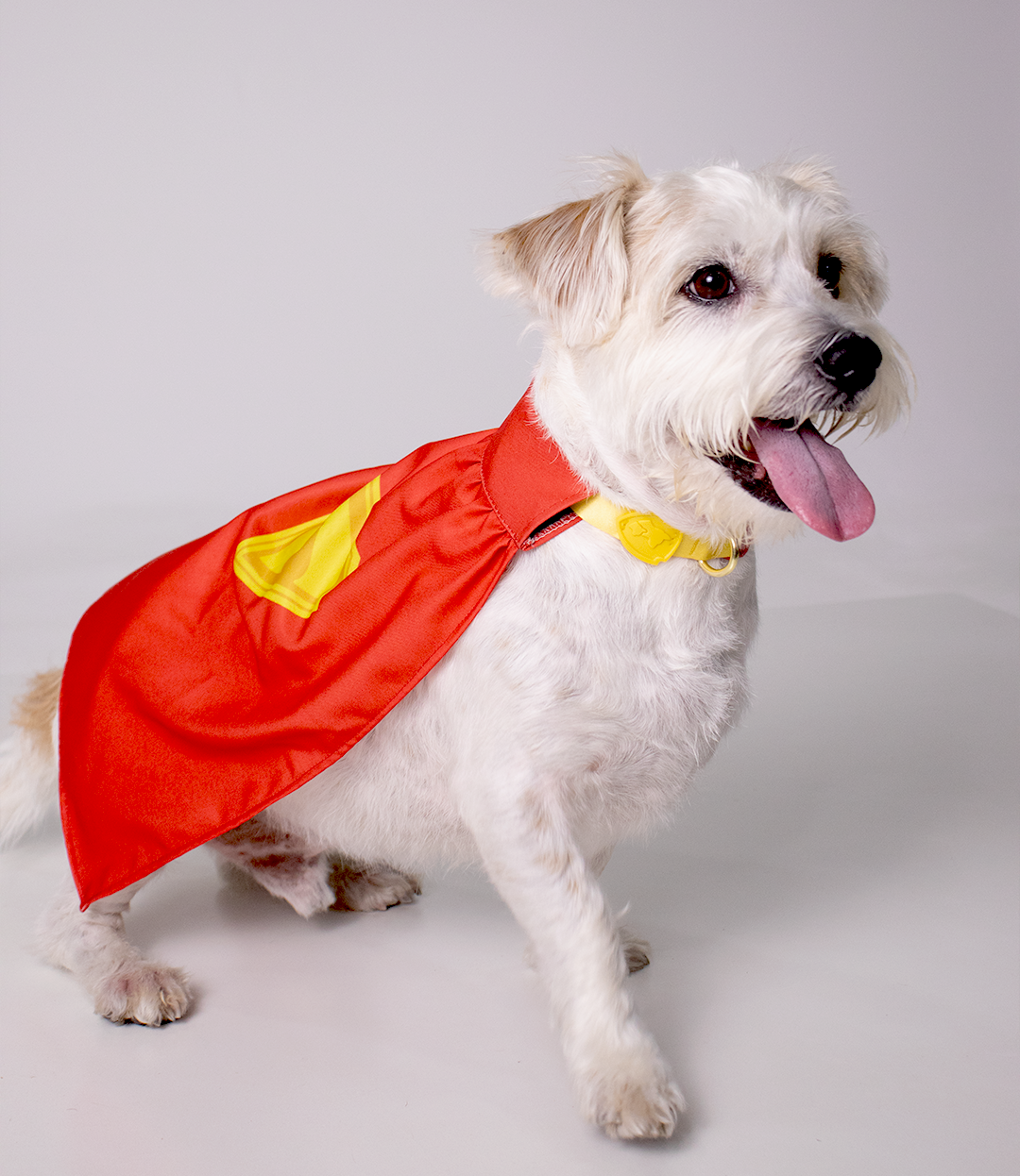 Coleira Krypto com Capa e Pingente - M