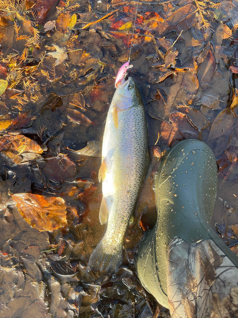 Thumbnail: (Breast Cancer Awreness) Trout Crank
