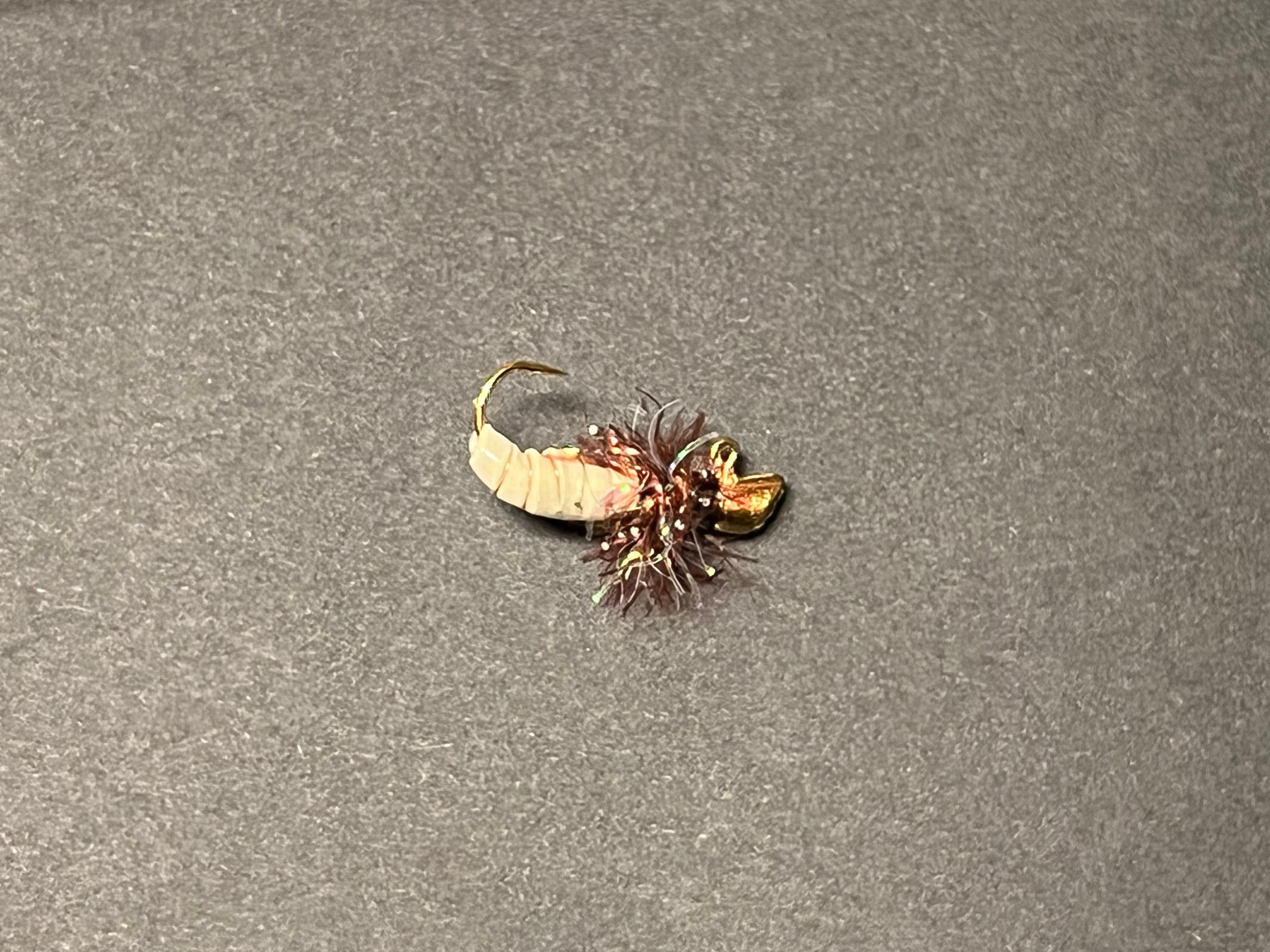 Banded Grub