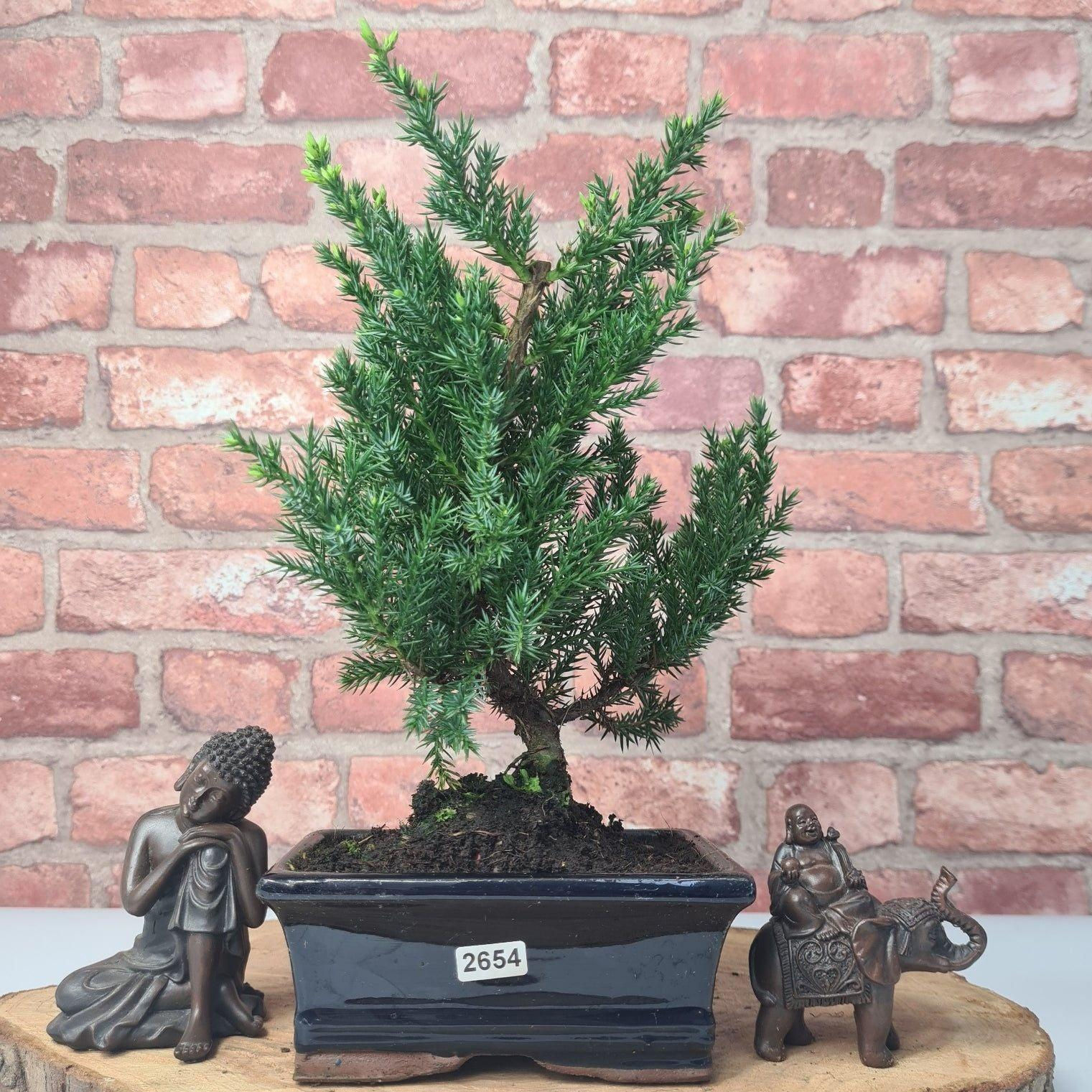 Dwarf Juniper (Juniperus Procumbens) Bonsai Tree | Broom | In 15cm Pot