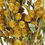 Thumbnail: 85cm Yellow Craspedia Stem - Realistic Artificial Flower for Floral Arrangements