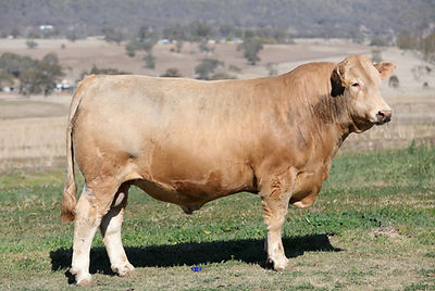 Lot 7a V81_edited.jpg