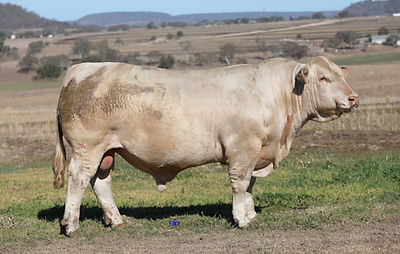 Lot 2a V75_edited.jpg
