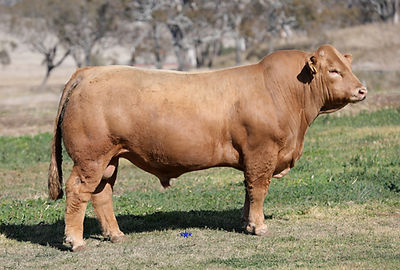 Lot 5a V79_edited.jpg