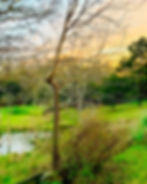1 pond