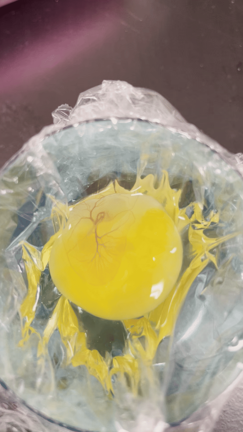 A moving gif image of a young chick embryo on an egg yolk with its heart beating