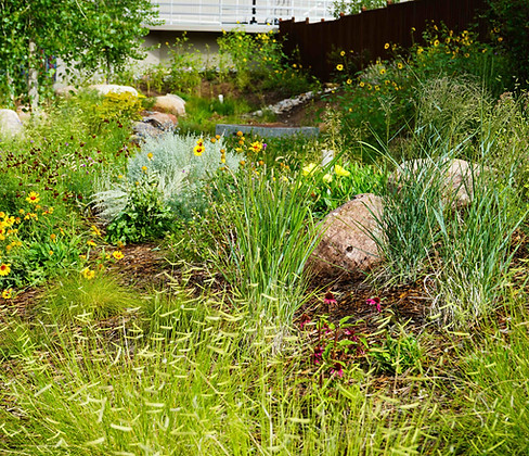 Native plant gardens biodiversity sustainability aesthetics arid climate