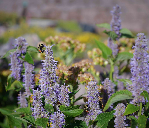 Native pollinator gardens bumblebees moths butterflies