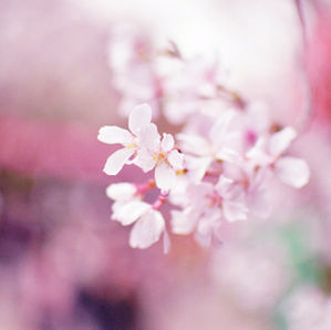 春の新作シュガーレースがでました!