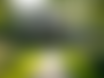 Transform Your Garden with Professional Landscaping Services