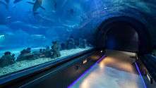 The Deep Aquarium Hull - Hull Flooring