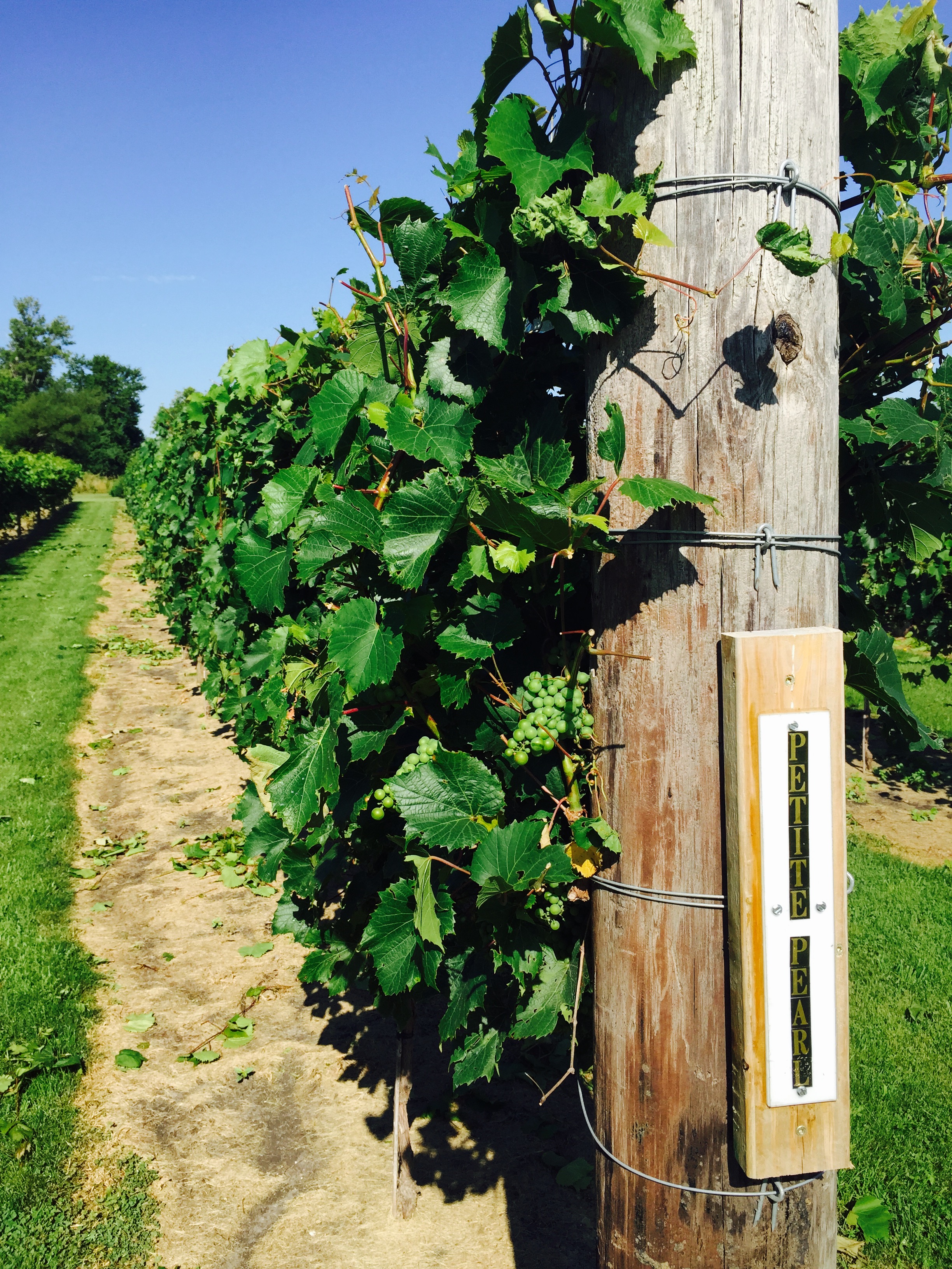 About Us | Frisky Fox Vineyard, LLP | Riceville Iowa