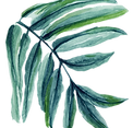Leaf _edited.png