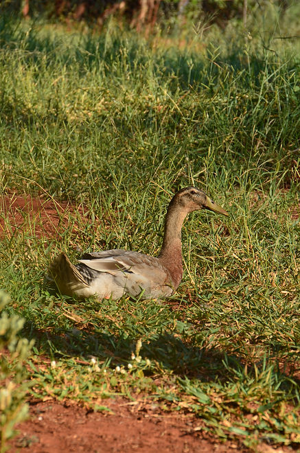 DSC_0020.JPG
