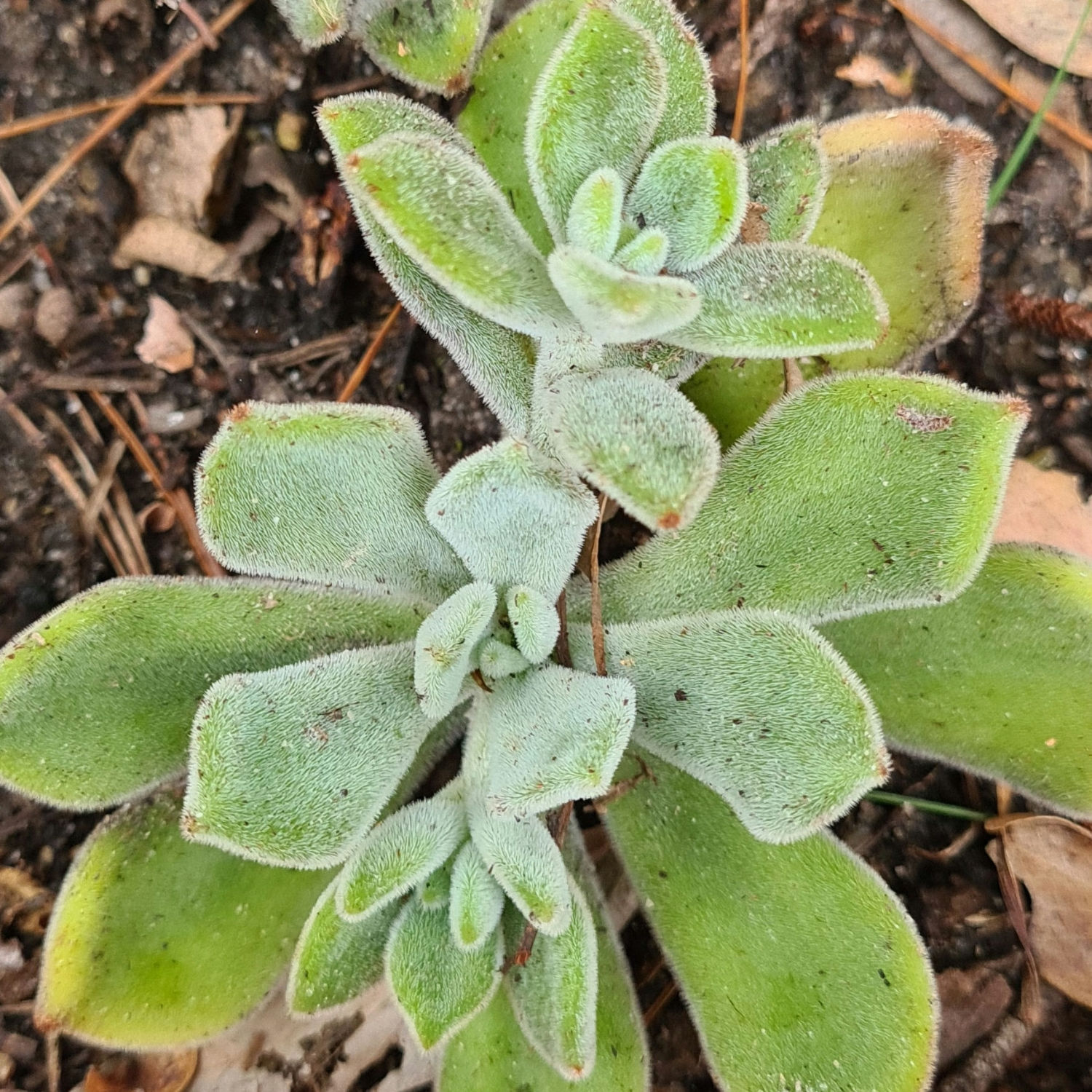 Echeveria pulvinata 'Frosty'