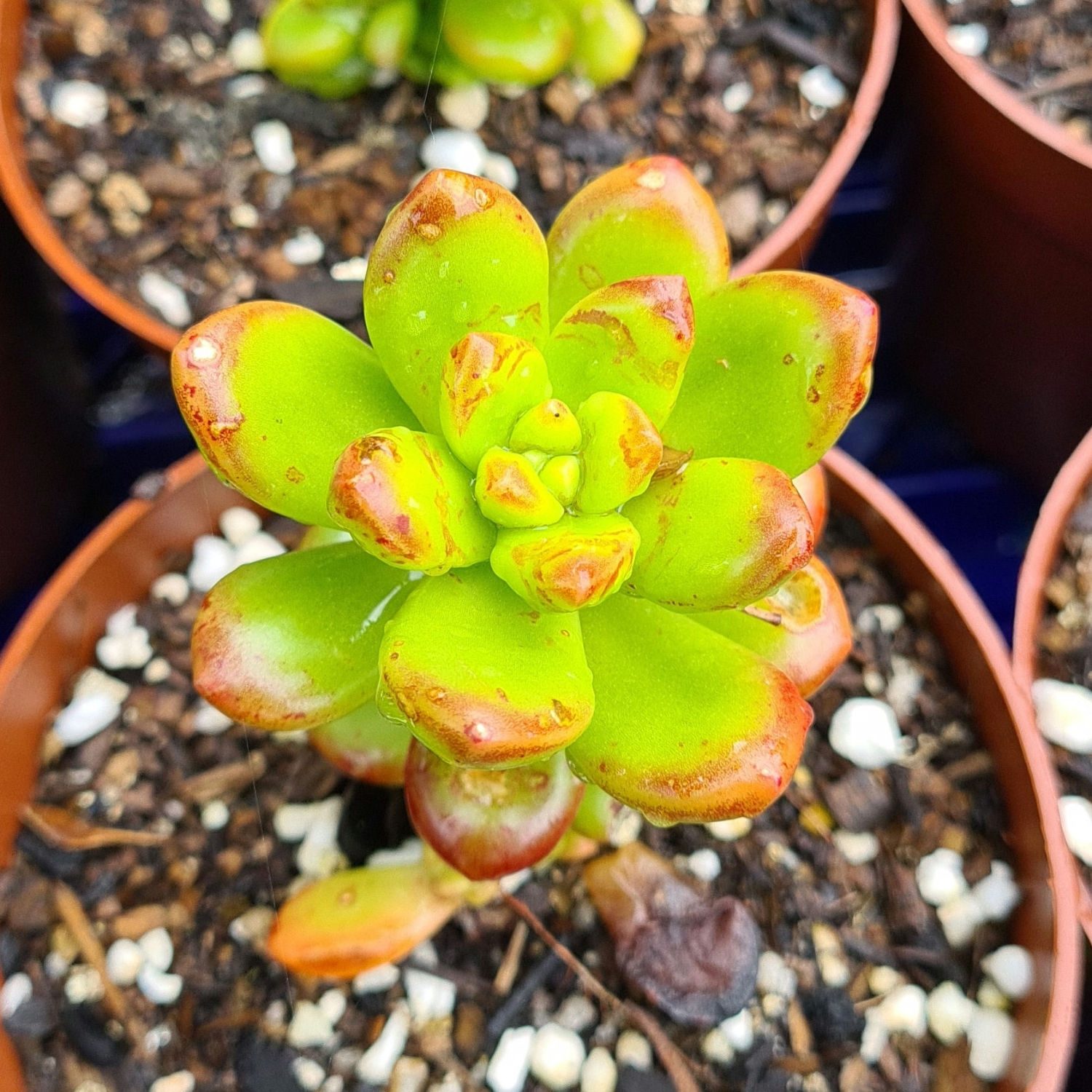 Sedum lucidum 'Obesum'